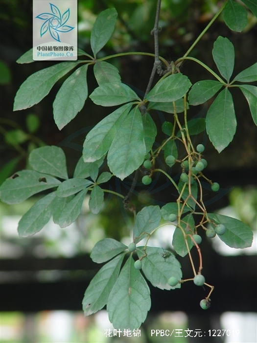 diels &amp; gilg)是葡萄科,地锦属木质藤本,叶对生,卷须顶端嫩
