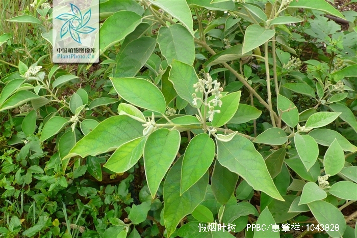  p>假烟叶树,又称野烟叶,茄树,土烟叶,有毒,可以用来做药,假烟叶树无