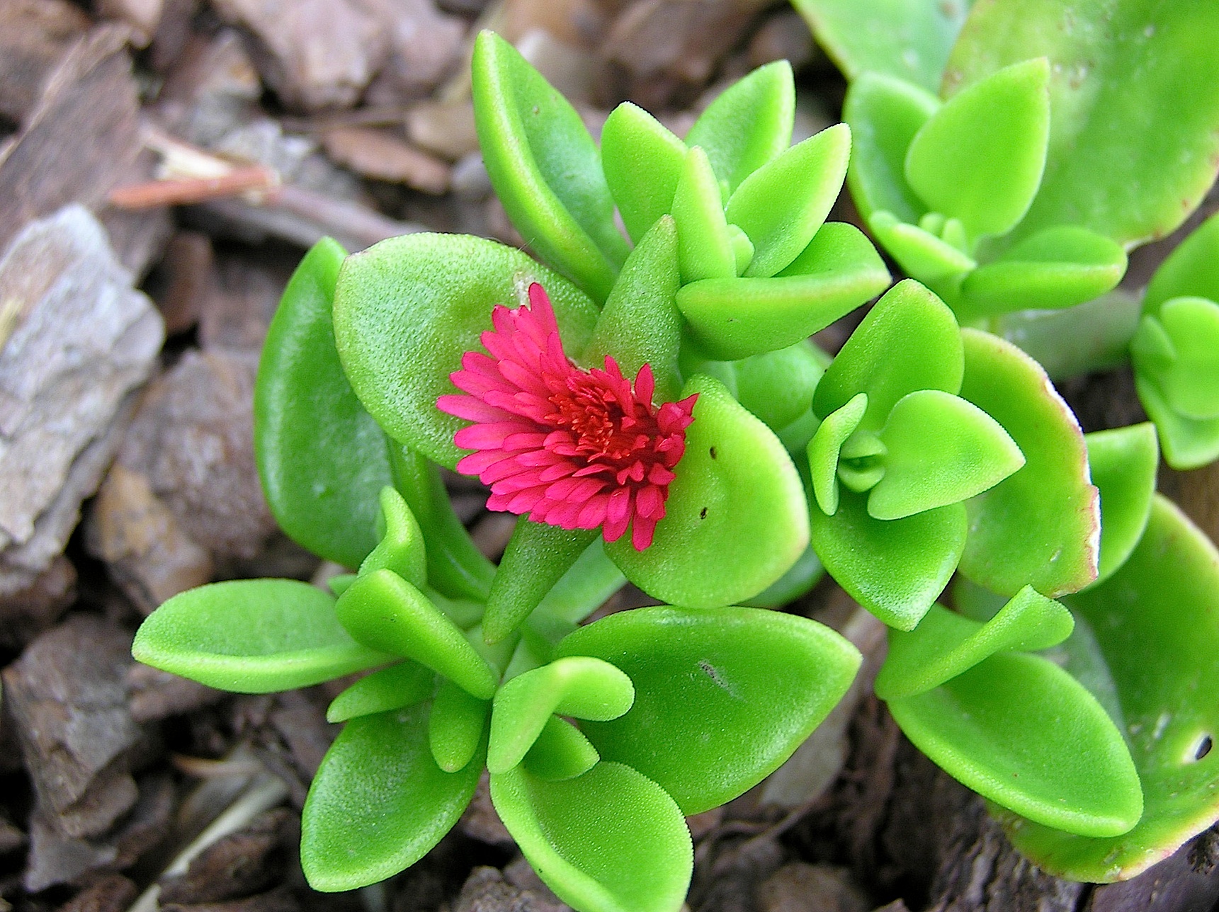  p>心叶日中花(学名: i>mesembryanthemum cordifolium /i> l. f.