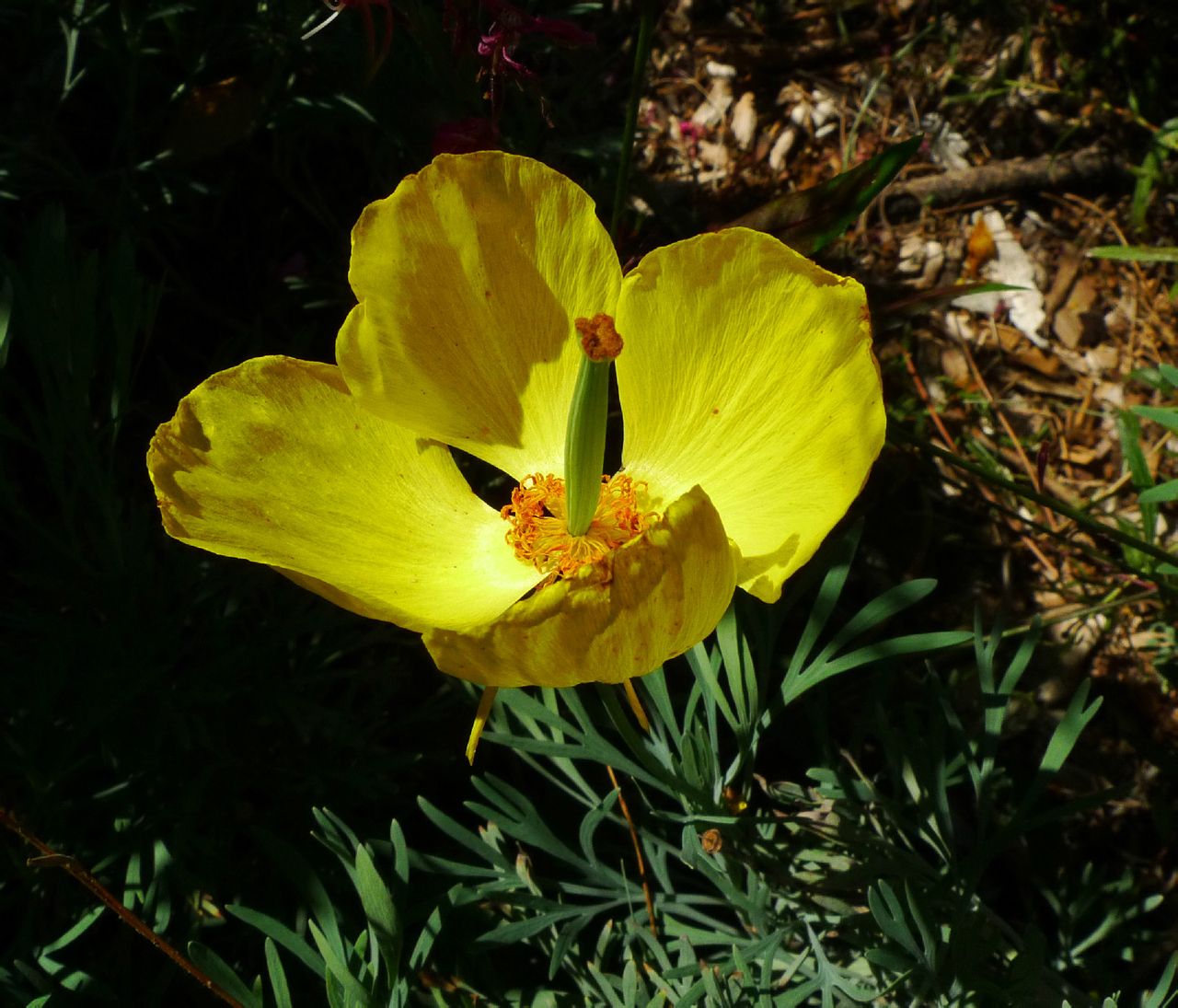 墨西哥郁金香罂粟