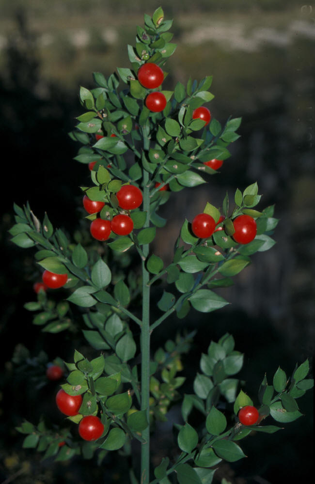  p>假叶树(学名: i>ruscus aculeata  /i>l.