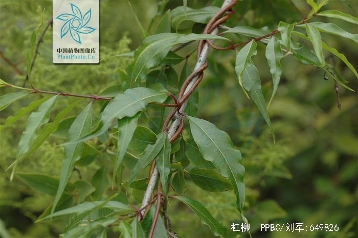 periploca sepium bunge