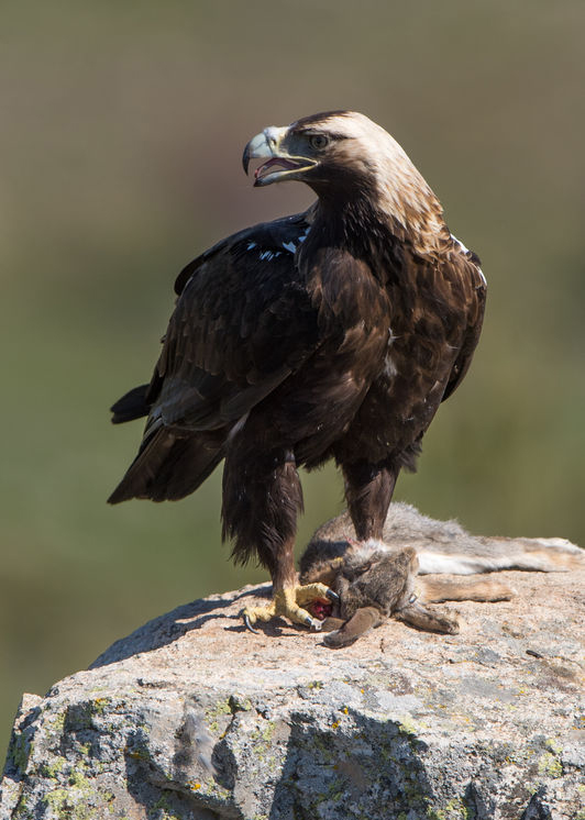 spanish imperial eagle