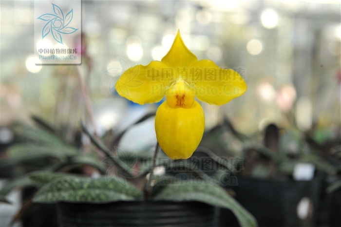 liu )是兰科, a target="_blank" href="/item/兜兰属">兜兰属 /a的 