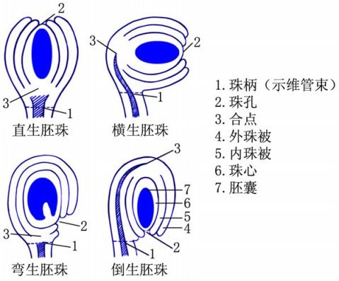 子房1室,中轴由子房腔的底部升起,但不达于子房顶,胚珠着生于此轴上