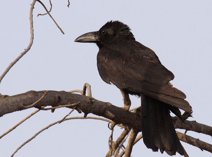 大嘴乌鸦指名亚种