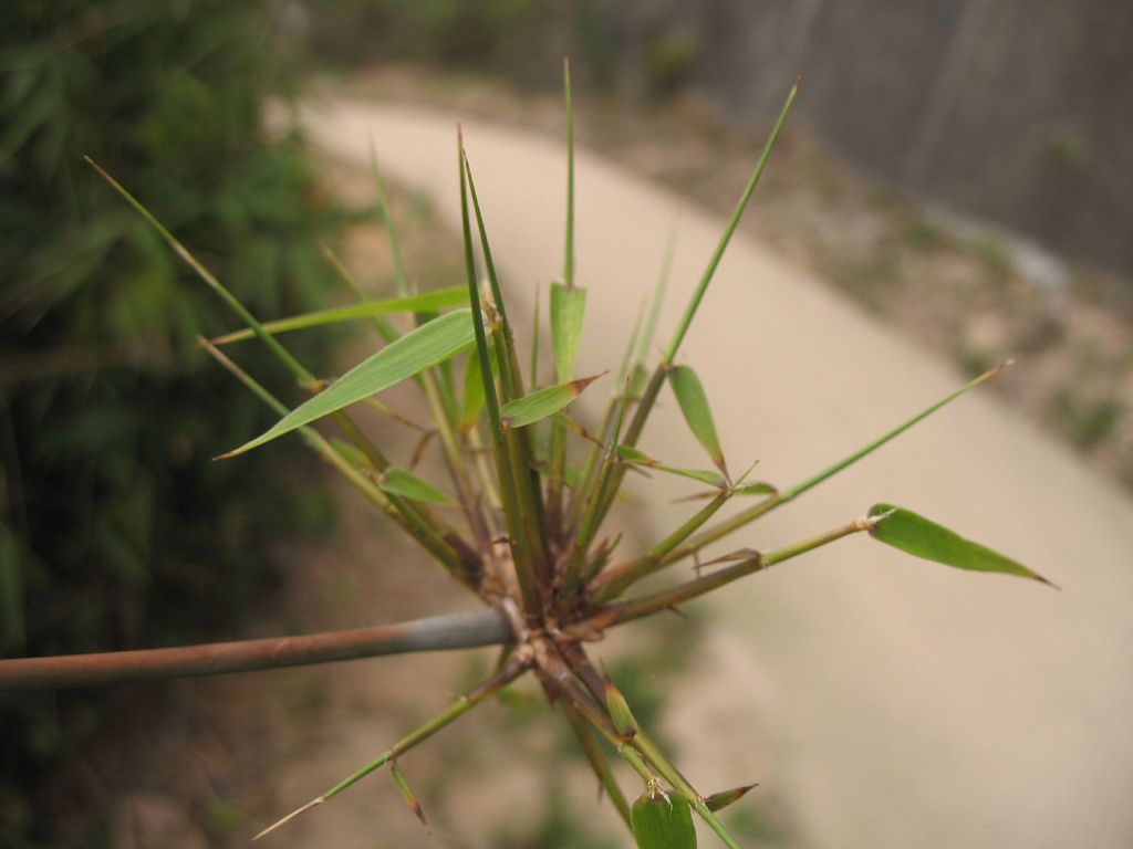  p> b>苗竹仔 /b>(学名: b> i>schizostachyum dumetorum /i> /b>)为 