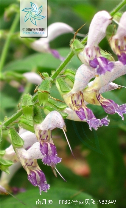 南丹参(原变种)