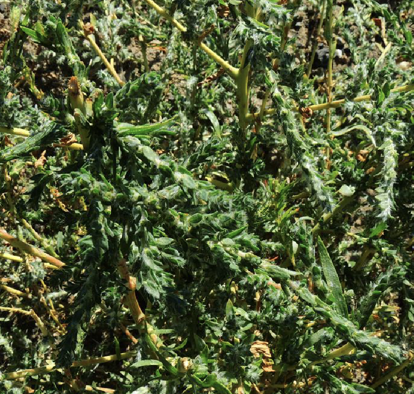  p>木地肤(学名: i>kochia prostrata /i> (l.) schrad.