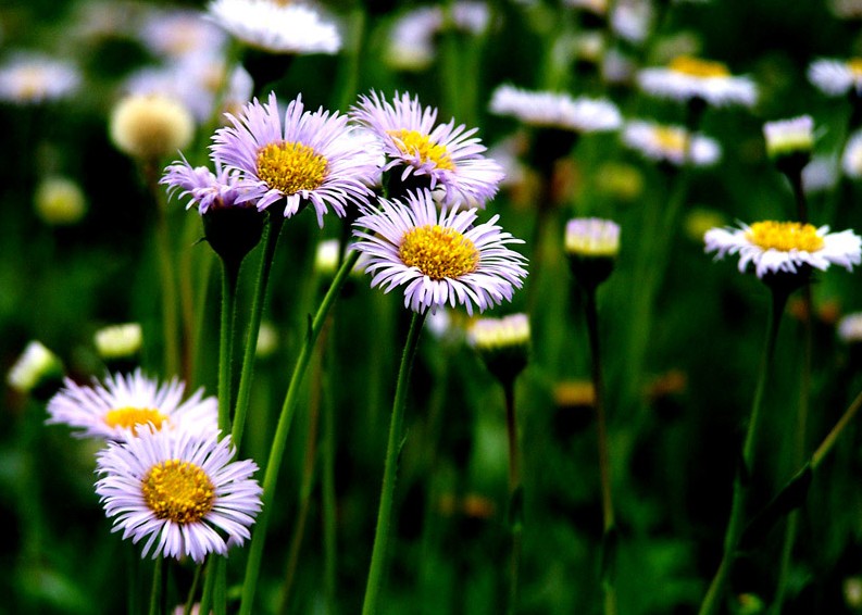  p>红河灯盏花, a target="_blank" href="/item/云南省/18664752"