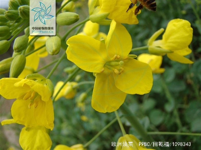  p>欧洲油菜 (学名: i>brassica napus /i> l.