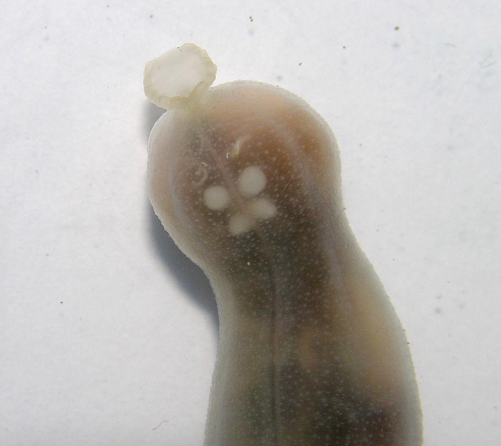  p>螠虫动物门(学名echiura)是动物界的一个小门,是一类生活中海洋中