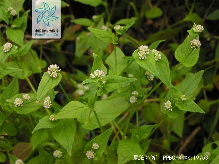  p>尼泊尔蓼,一年生草本.