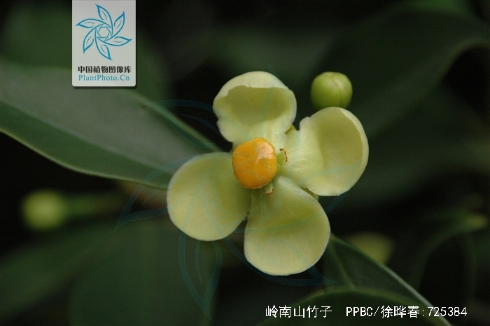 carcinia oblongifolia ghamp