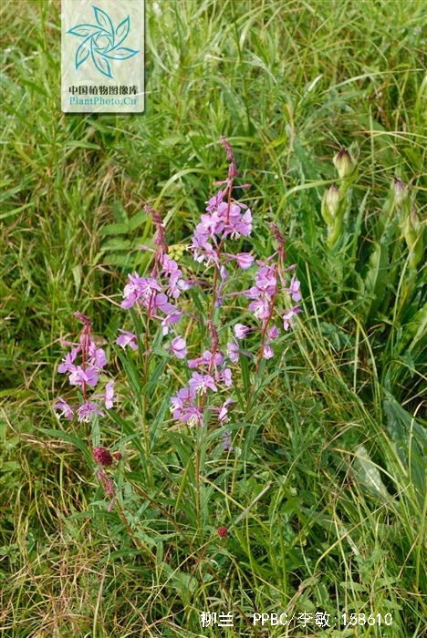  p>柳兰(学名: i>epilobium angustifolium /i> l.