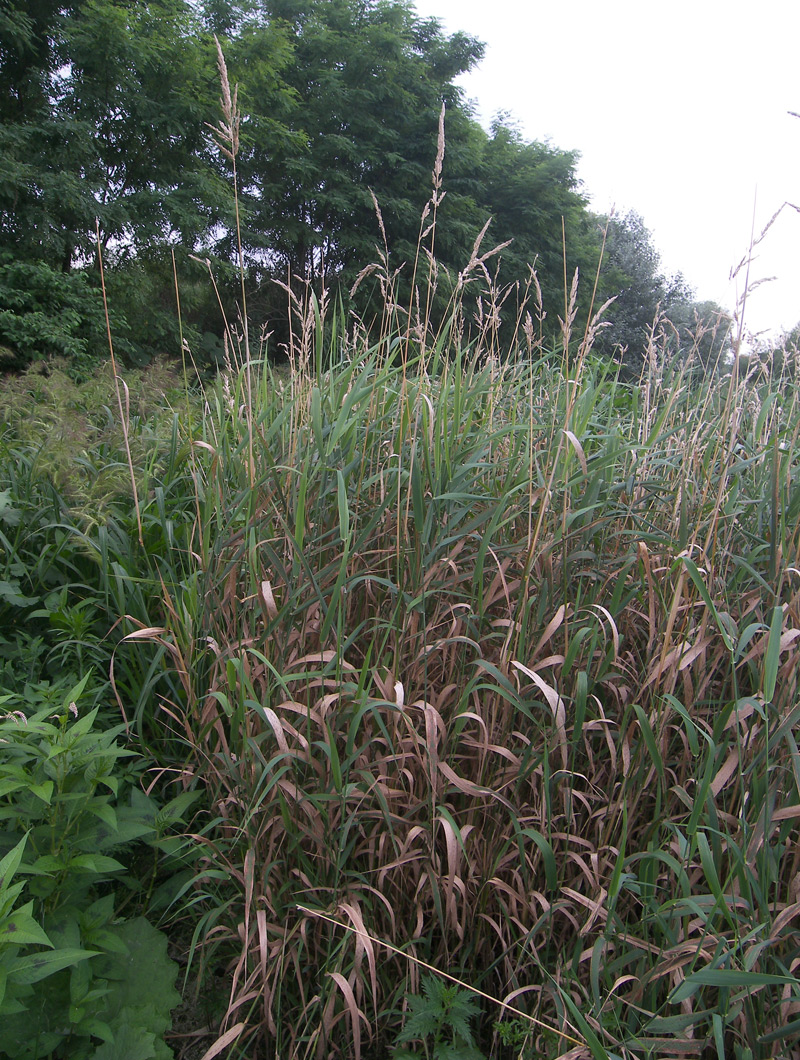  p>冷地早熟禾(学名: i>poa crymophila /i> keng)是禾本科,早熟禾属