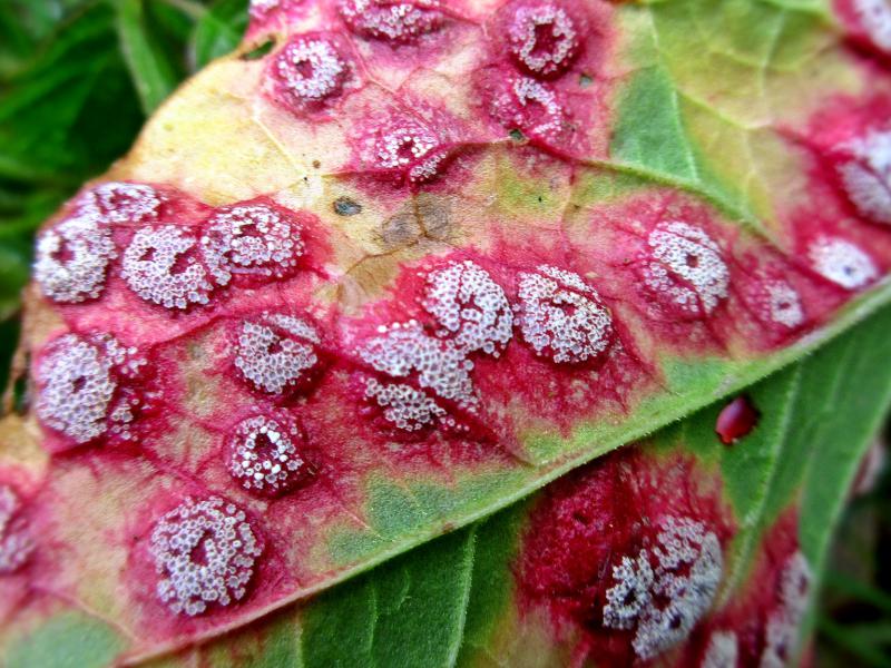  p>假蓬柄锈菌是 a target="_blank" href="/item/锈菌目/11058376"