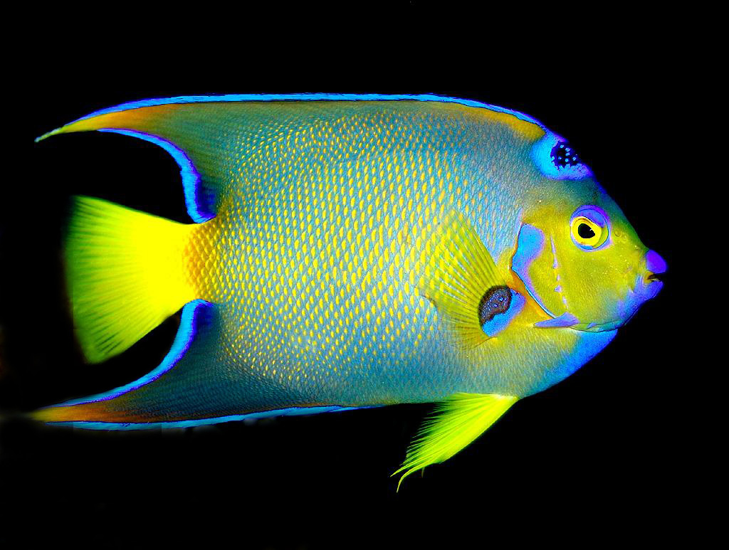  p>慈鲷鱼科(family cichlidae).