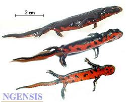 p>红腹蝾螈 i(拉丁学名:cynops pyrrhogaster)为/i>蝾螈科蝾螈属
