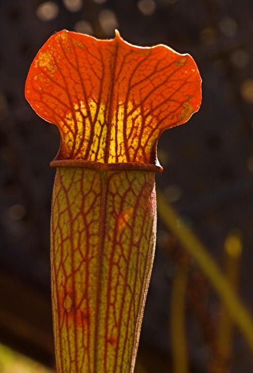  p data-id="gnauc8ap4a">翅状瓶子草(学名:sarracenia alata )单词"