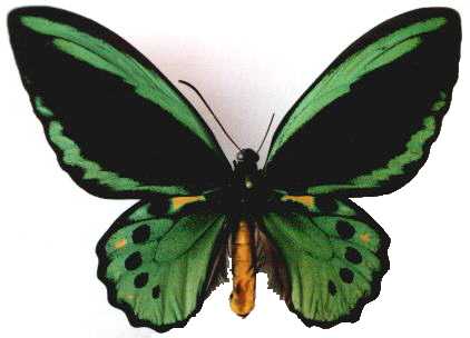 ornithoptera priamus euphorion