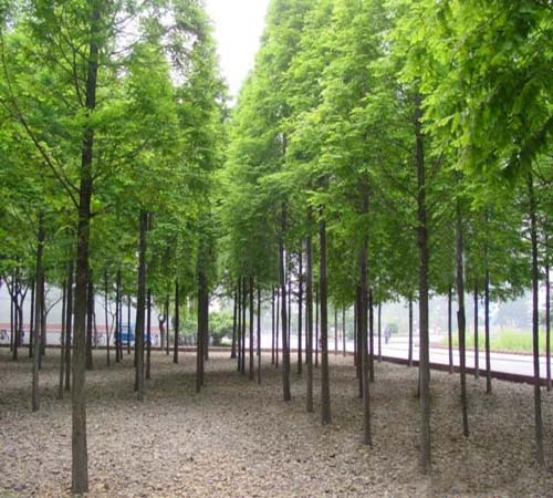 池杉（杉科落羽杉属植物）_百度百科