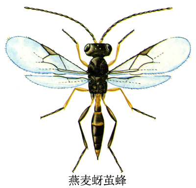 燕麦蚜茧蜂