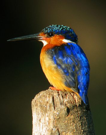  p>马岛翠鸟身长 16cm,雄鸟体重16,5-21g,雌鸟体重18-22g,雌雄完全