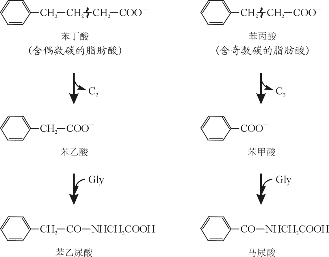 p>β氧化是指脂肪酸在一系列酶的作用下,在 a target="_blank" href=