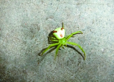  p>笑脸蜘蛛(学名: i>theridion grallator /i>):是美国 a href="#"