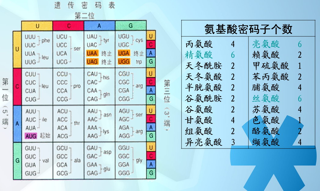  p>密码子(codon)是指信使 a href="#">rna /a>分子中每相邻的三个 a