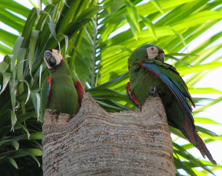 红斑栗额金刚鹦鹉