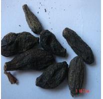  p>藏青果,别名西青果,大乔木,.