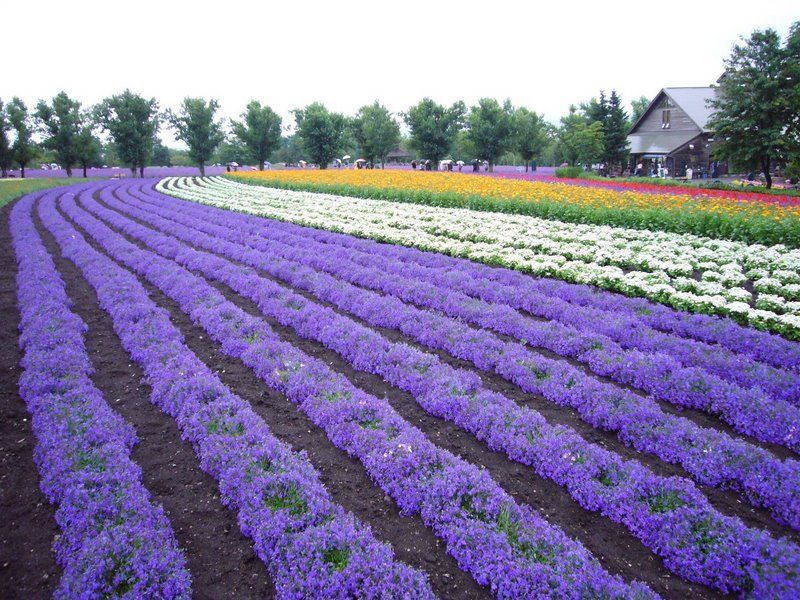  p>薰衣草(拉丁学名:lavandula angustifolia mill.