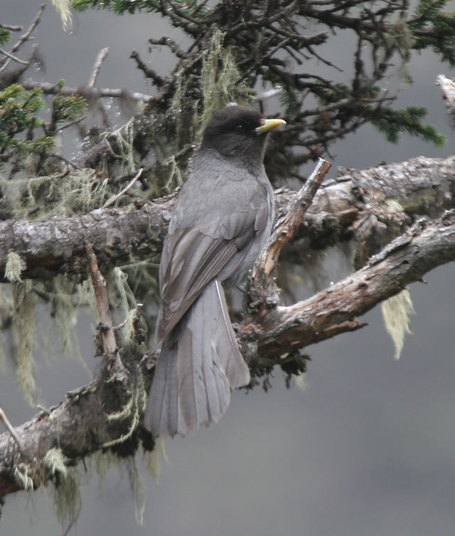  p>黑头噪鸦(学名: i>perisoreus internigrans /i>)是鸦科噪鸦属的 a