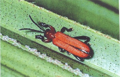 cumingii baly ), a target="_blank" href="/item/鞘翅目/1535103"