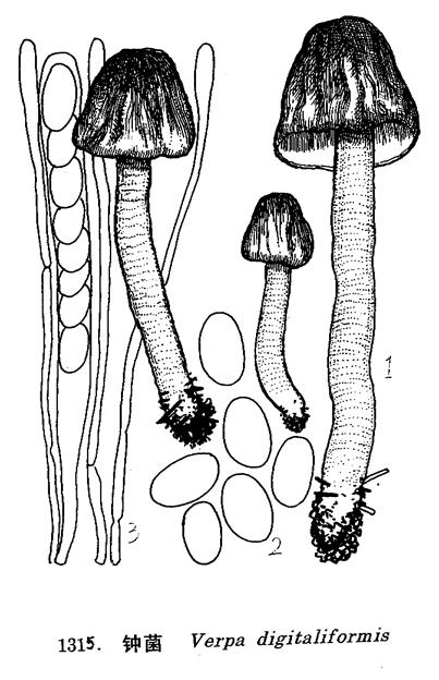  p>钟菌(学名:verpa)是盘菌目下的一个属,和羊肚菌属关系密切,外型也