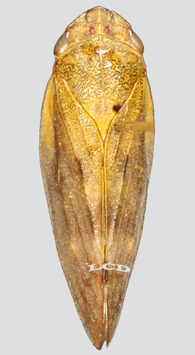 拉丁学名aphrophora costalis matsumura,属于同翅目沫蝉科