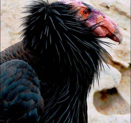  p>美国加州秃鹰是 a target="_blank" href="/item/北美/10447373"