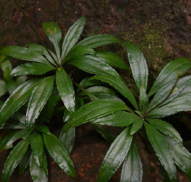 gerbera lijiangensis