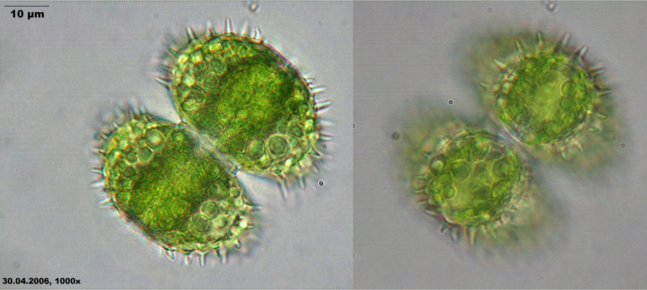  p> a target="_blank" href="/item/双星藻科/6710395" data-lemmaid