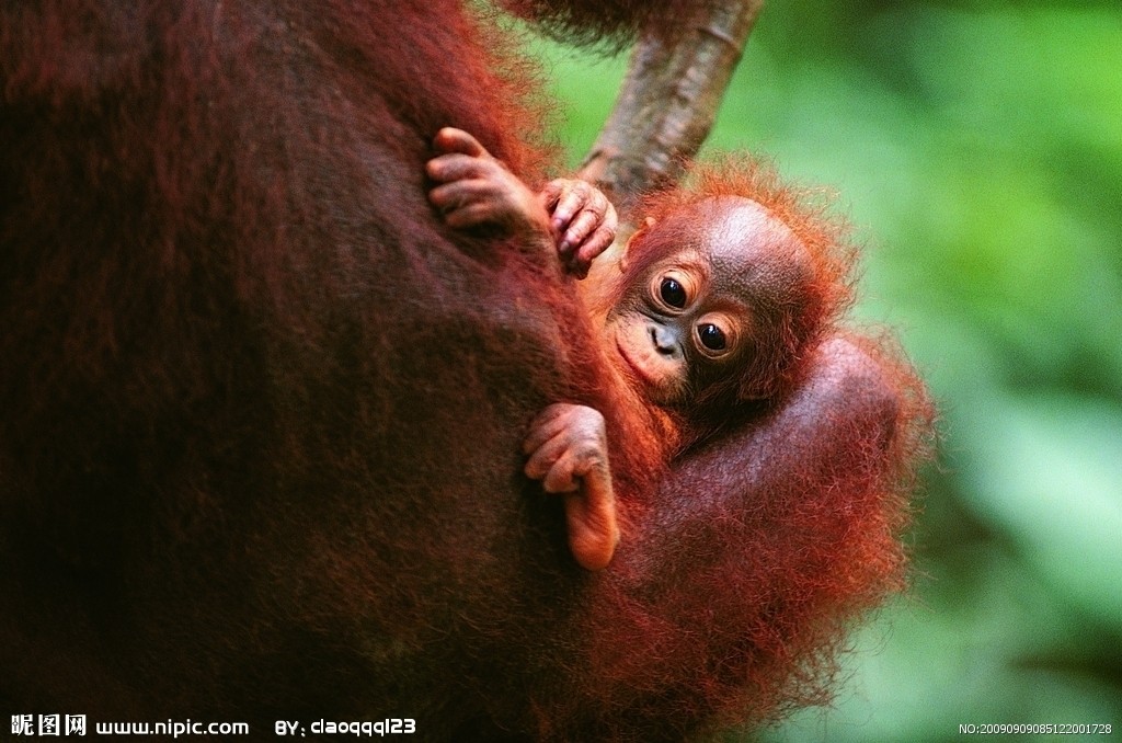 black-cheeked white-nosed monkey