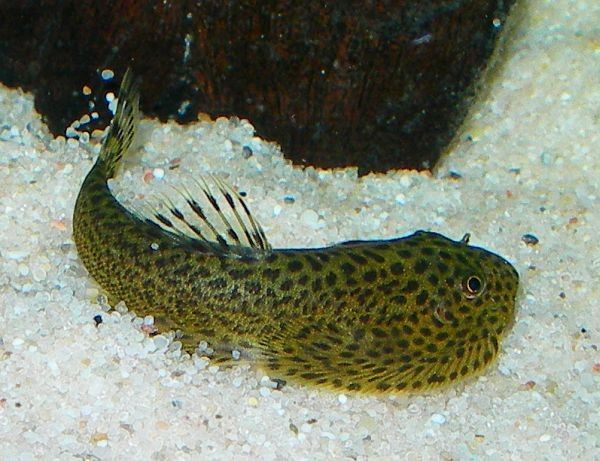  p>越南华吸鳅(学名: i>sinogastromyzon tonkinensis /i>)为平鳍鳅科