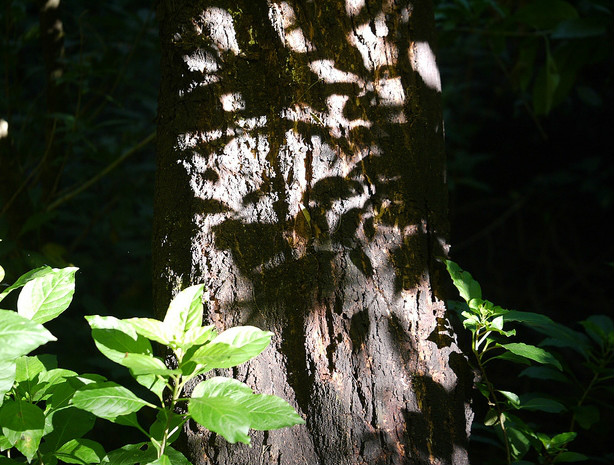  p>黑荆(学名: i>acacia mearnsii /i>  de wilde):豆科乔木,高9-15米