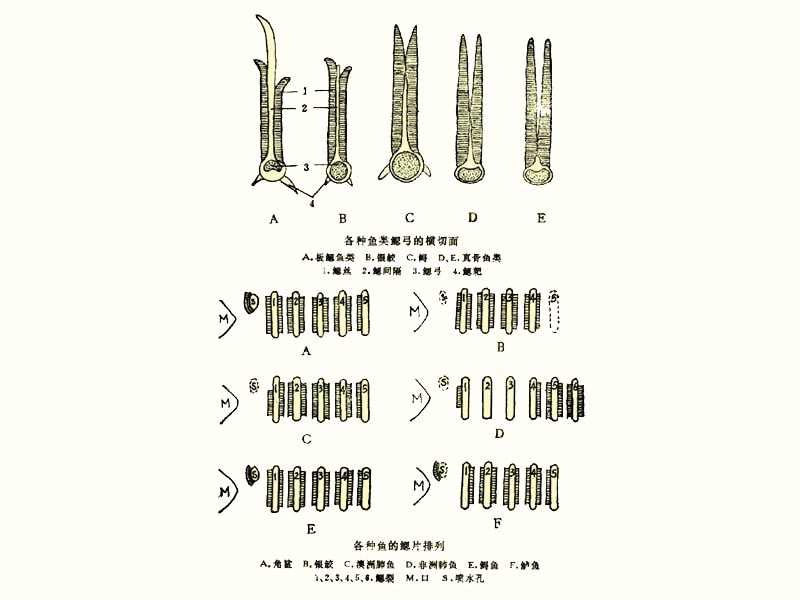  p>每一 a target="_blank" href="/item/鳃丝/5655566" data-lemmaid