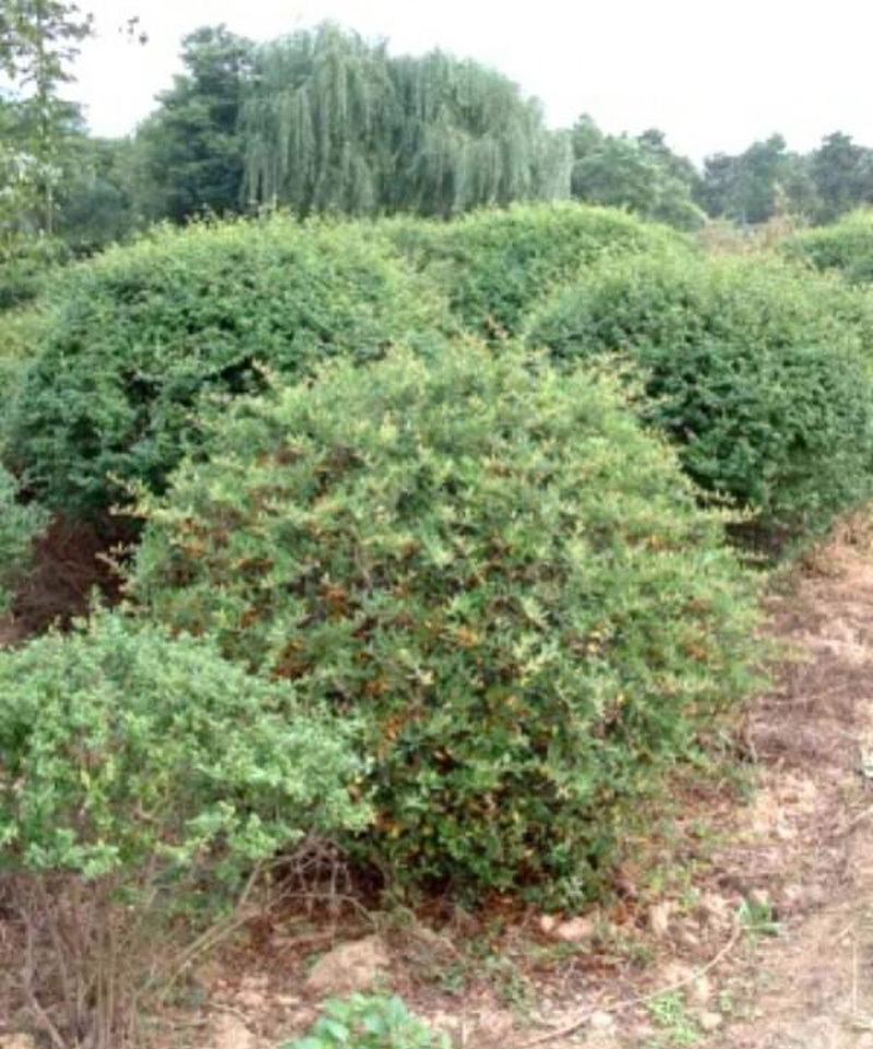  p data-id="txtrbqj3f1tz">火棘( i>pyracantha fortuneana /i>