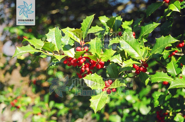  i>aquifoliaceae /i>)植物最早出现于北半球晚白垩纪,即该科植物在