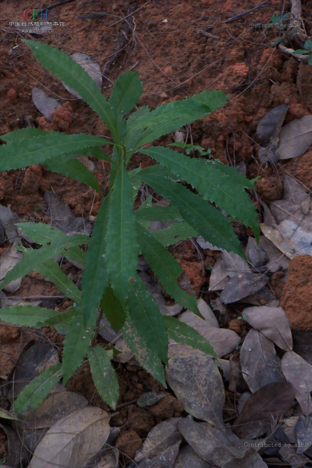  p>山龙眼属(拉丁学名:helicia lour)  a target="_blank" href="