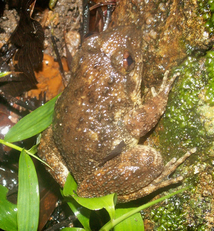 分布于云南等地,多栖息于潮湿的枯树叶下.其生存的海拔为1040米.