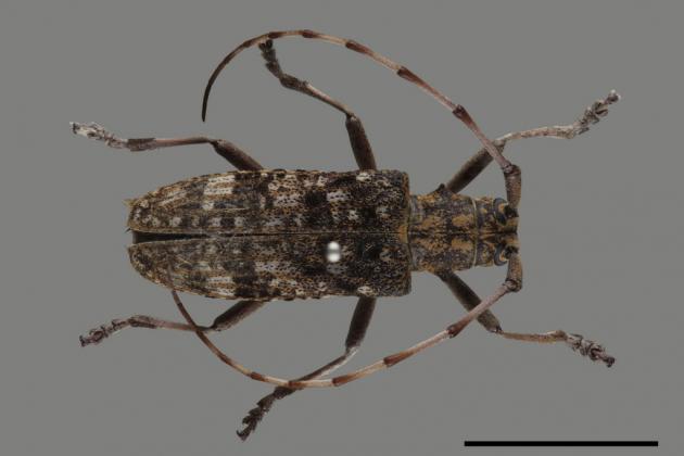  p>松墨天牛(学名: i>monochamus alternatus /i>)是天牛科,墨天牛属